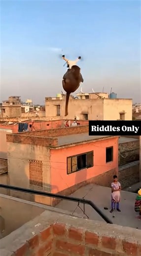 “Monkey said ‘New phone Who dis ’ and stole the whole drone The videos are made using AI for your entertainment | Riddles Only