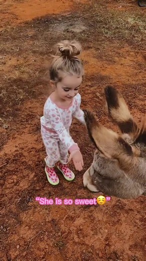 Baby And Toddler Takes Care Of Donkeys | The Churco Family