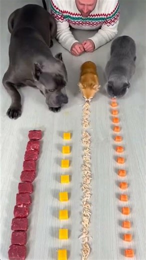Food Race: Dog vs Cat vs Human 😳