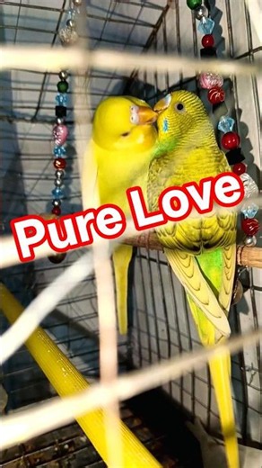 Pure Love! Cute Budgies Kissing & Feeding Each Other! 🥺💛