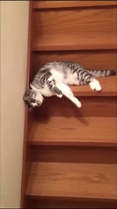 🤣 it is exhausted! | Modlily