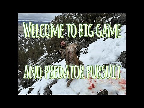 S2. E3. Cougar Hunt Without Dogs. Tracking in the snow. Close action.