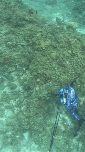 Mm mmh 😌🐟 Gale Force Twins | Spearfishing | Hogfish | Free Diving | Polespear | Bahamas | Florida | Islands | Filming | Travel | Happy | Gale Force Twins