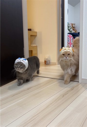 Chiikawa Cats Following Their Owner: Adorable Moments