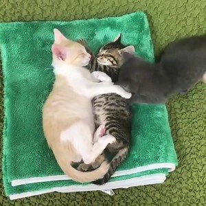 1M views · 28K reactions | Jag vill också få plats! | Roliga katter | Facebook