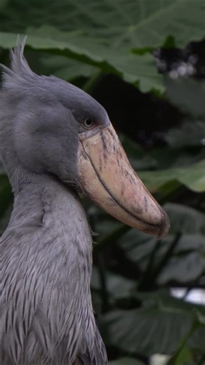 The shoebill stork: Stunning close-up footage of a bird under threat