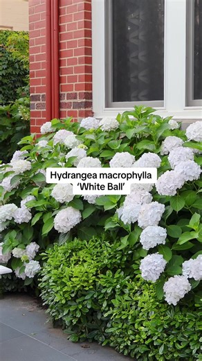 How stunning are these Hydrangeas? The particular variety you're looking at here is Hydrangea macrophylla 'White Ball'. These varieties are named to reflect the giant balls of flowers they display in summer. Macrophylla is one of the most popular hydrangeas among gardeners. While they are deciduous plants, they produce large, bold leaves and attractive clusters of long-blooming summer flowers. Uses 🤍 Hydrangea macrophylla 'White Ball' is the perfect addition in garden beds and borders, to use a