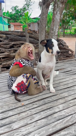 Great video Super SokYaa Very Adorable & Harmony Animals Around The World #shorts