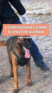 5 INTERESTING FACTS about the GERMAN SHEPHERD 💖