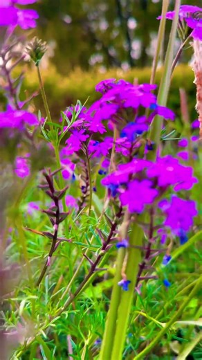Beautiful Spring Blossoms 🌸 | Nature’s Colorful Flowers in Full Bloom | Relaxing 4K View #flowers