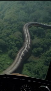 7.2K views · 33 reactions | Massive Python Spotted - Copy | Vky | Facebook