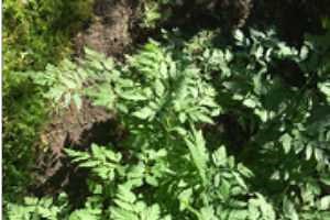 Poison hemlock- Conium maculatum
