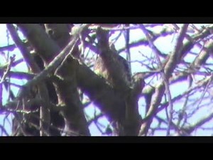 PÁJARO CARPINTERO "QUERREQUE"