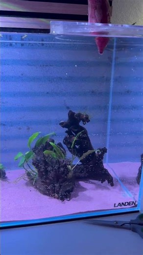 Simple low tech planted tank set up #lowtechtank #fishkeepinghobby #discus