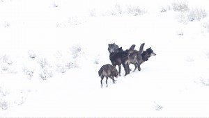 42K views · 629 reactions | We had the honor of watching the entire Lamar Canyon wolf pack playing in the snow in Yellowstone. What an awesome first day in the park! | Travel For Wildlife | Facebook