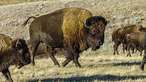 Dynamic Planet: Earth