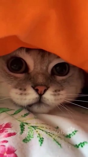 Funniest Cats Compilation - Hilarious and Cute Pet Videos