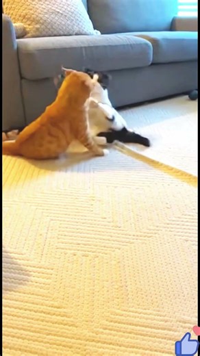 Epic Cat Showdown 🐱🔥 Funniest & Most Dramatic Cat Fight Ever Caught on Camera. Hello