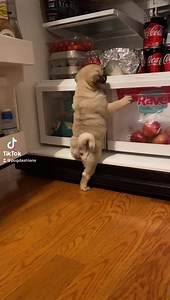 Houston...we have a problem! He just finished eating￼. Look at that FAT tummy.....WOOF!!😳🍗🍔🍕🥓 #DramaKing #BabyFritz #Pugdashians | Pugdashians