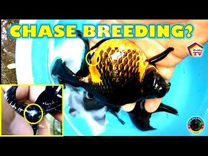 "How to Breed Goldfish" : In Easy Way!