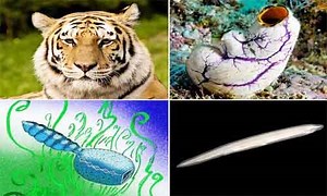 Phylum Chordata: Characteristics and Its Classification - Biology Educare