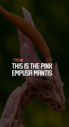 This is the Pink Empusa Mantis - In the dry winds of the Mediterranean, a strange predator waits. What makes the Conehead Mantis, also known as the Pink Empusa, so hauntingly unique? How does it survive, disguise, and vanish into its fragile world? This video uncovers a life shaped by silence and precision. Watch how beauty and predation merge into one mysterious creature. | The Brain Maze