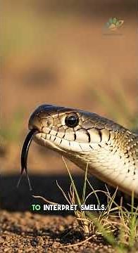 Snakes: Nature's Sniffing Tongues
