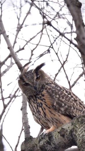Flaco returns! Owl seen near his Central Park Zoo home