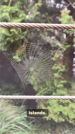 Inside the World of the Spider | 4K Wildlife Documentary