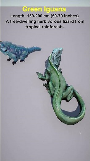 What are the largest lizards in the world? #lizard #3dcomparison #lizard