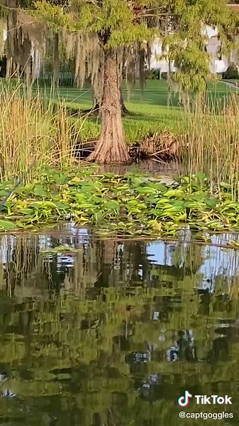 How to Fish with Frog Lure: Techniques and Tips
