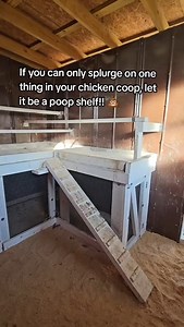 2.3K views · 12K reactions | I'll never stop preaching about putting a poop shelf in your chicken coop!!  #poopshelf #chickens #chickencoop #integration #storage #raisingchickens #diybuild #diycoop #raisingchickensforbeginners #owningchickens #chickenkeeping #homesteading #first55farm | First 55 Farm | Facebook