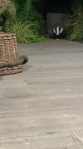 Mr Lumpy lost control of his bedtime biscuit and was easily distracted admiring the garden furniture 😆🐾🐾❤️ Please remember it’s a treat they don’t have them everyday! 🙏 Www.mrlumpyandfriends.shop/shop | Mr Lumpy & Friends.