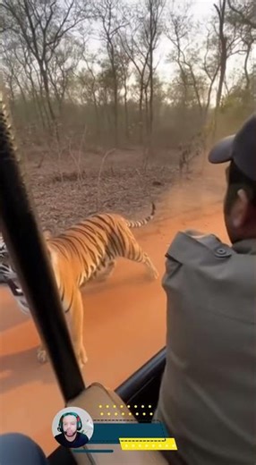 Tiger Ambush Caught on Camera: Heart-Stopping Safari Attack POV!