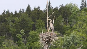 172K views · 184 reactions | Canoe trips bring you even closer to the Adirondack wilderness. Paddle the Raquette River’s Oxbow, led by a NYS Licensed Guide and Wild Center naturalist to explore different marsh habitats and catch a glimpse of native wildlife. Learn how you can add on an excursion to your Wild Center visit at: www.wildcenter.org/visit | The Wild Center | Facebook
