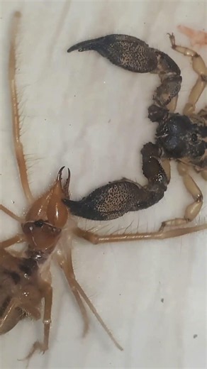 scorpio attack camel spider #insects #redscorpion #wildlife #animals #spider #nature #kingvulture