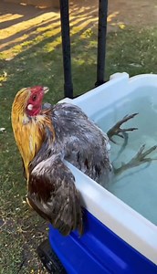 When your Qaib is #1 | Hmong Talk