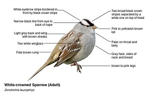 How to ID a White-crowned Sparrow | Bird Academy