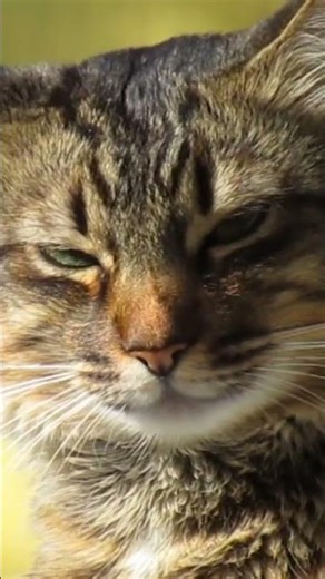 Cat sounds 🤣#cat #cartoon #cute #cutecat #viral