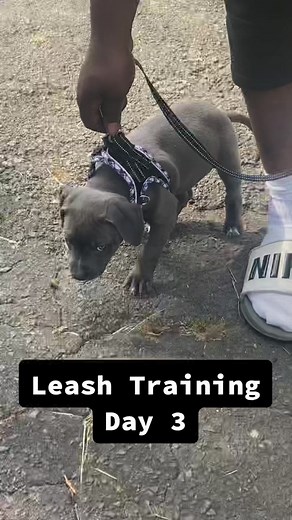 Adorable Gray Pitbull Puppy Growth Compilation