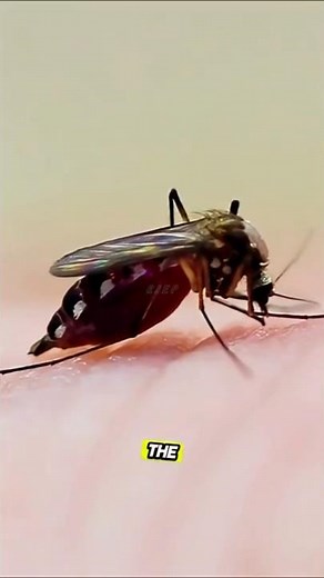 Can Mosquitoes Really Explode? The Science Explained! #shorts #facts