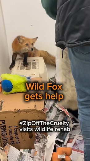 Fox comforted by donated fur! Seeing wildlife being brought back to health, and being comforted by donated real fur that’s being repurposed rather than worn by humans. #bestfeeling Getting fur off the streets was the spark that had me, Jenny, create #ZipOffTheCruelty - it started when Canada Goose thought it was OK to use real fur trim on their coats, and now? It’s grown into many fur items being accepted. Excellent media coverage!! You can google the recent CBC article that describes two Canadi