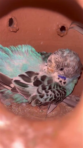 Day-249 Why Mother Budgie Sleeps on Eggs? 😭🥚 #birdcare #birds #birdbreeding #budgiesbreeding #bird