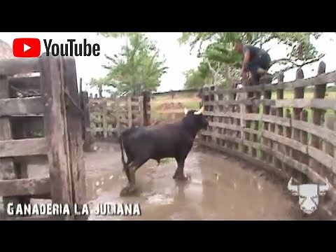 EL TORO BRAVO en la dehesa Labores de campo