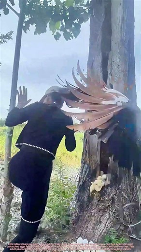 Parent Peacock Defends Its Nest | Our Daily Work To Protect Baby Peafowl