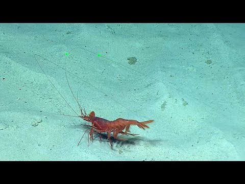 Huge Deep Sea Shrimp “Crawls” Along the Seafloor | Nautilus Live