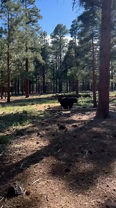 It’s a #LazyBearSunday ! 🐾 #bearizona #wildlifepark #bear #blackbear | Bearizona