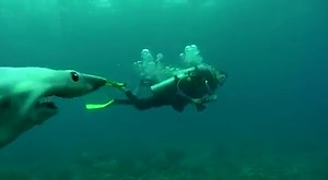 81 reactions · 56 shares | Have you ever seen anything like this? | DIVEIN.com - Scuba Diving: Gear, Travel & Guides | Facebook