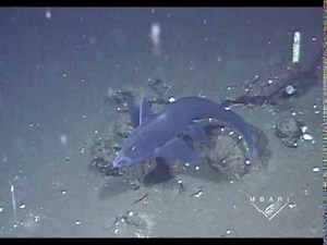 The Eastern Pacific Black Ghost Shark