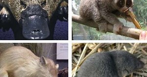 Mamíferos que são venenosos: Conheça as espécies